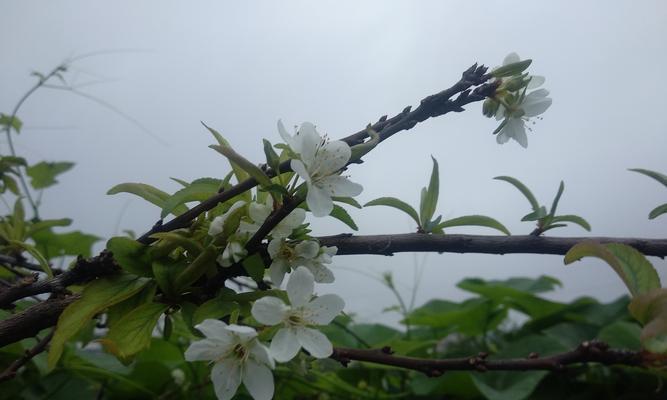 李子树开花和结果时间分别在几月？常见问题解答