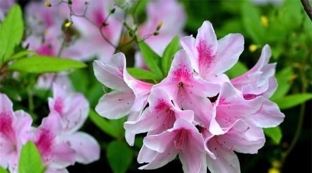 什么花代表春节？春节花卉有哪些寓意和选择？