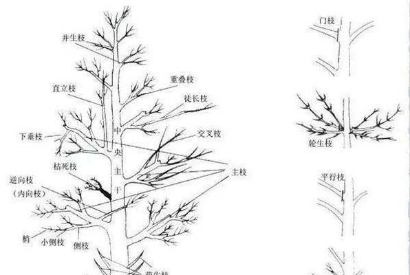 李子树修剪技巧有哪些？如何正确剪枝提高产量？