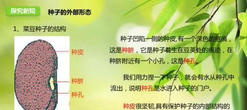 李子种子发芽快吗？如何有效催芽和管理发芽过程？