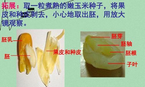 李子种子发芽快吗？如何有效催芽和管理发芽过程？