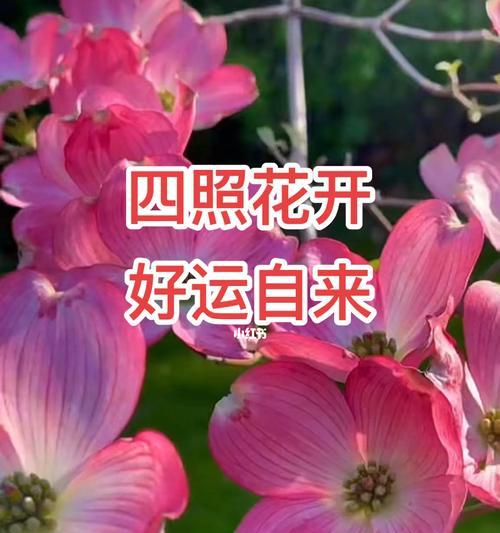 什么花代表好运？揭秘带来吉祥的花卉种类及含义？