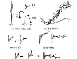 丽格海棠摘心打顶的最佳时间是什么时候？具体操作步骤有哪些？