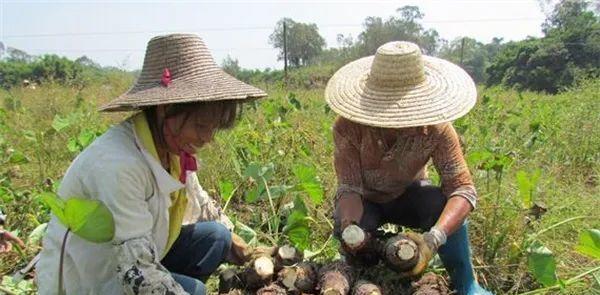 荔浦芋头成熟期是什么时候？如何判断其成熟度？