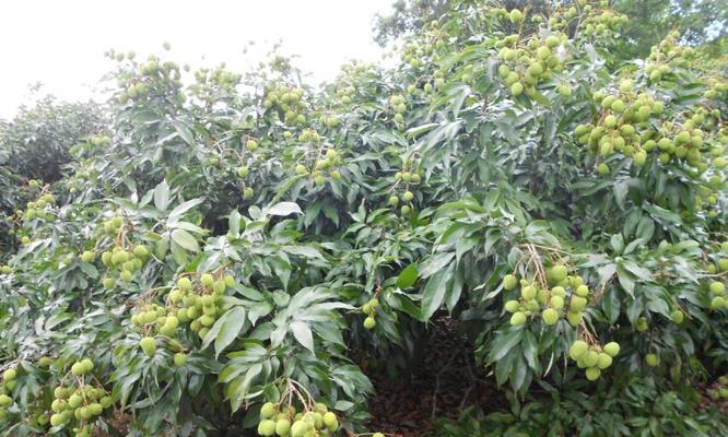 荔枝种植需要哪些条件？哪些区域气候环境最适合？