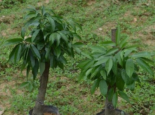 荔枝核可以种吗？种植荔枝核的正确方法是什么？