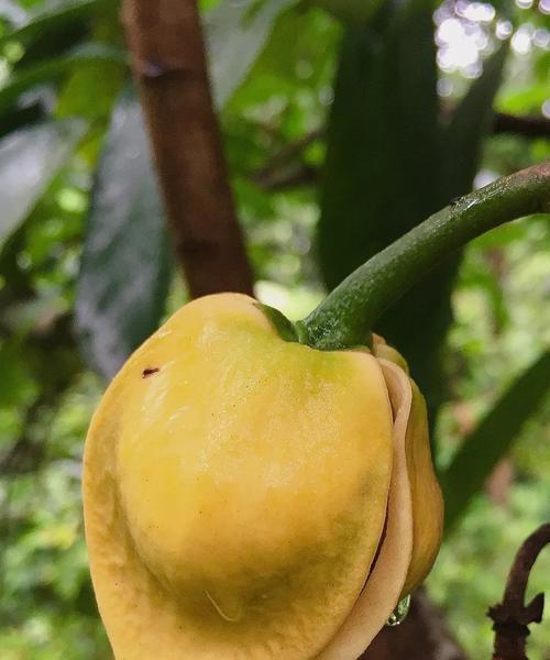 荔枝几年开花结果？如何正确管理荔枝树以促进开花结果？