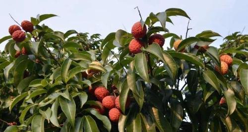 荔枝几年开花结果？如何正确管理荔枝树以促进开花结果？