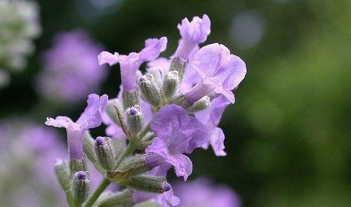 什么花的花语代表爱情？揭秘最浪漫的花卉象征意义