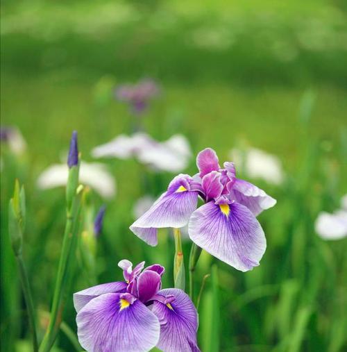 什么花的花语代表爱情？揭秘最浪漫的花卉象征意义