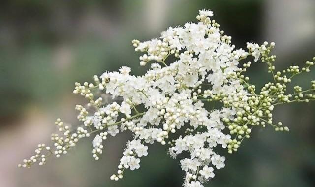 什么花代表自爱的花语？如何用花表达自我关爱？