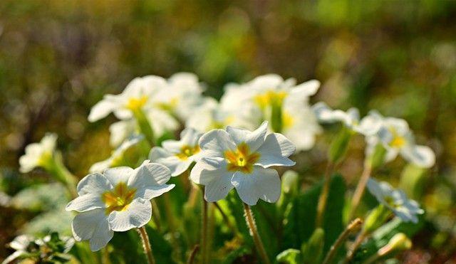 什么花代表暗恋的花语？如何用花表达暗恋情感？