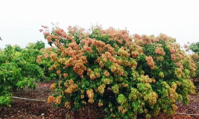 荔枝开花时间是什么时候？通常几月份开花？