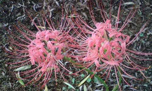 什么花代表背叛的爱？花语背叛的花有哪些？