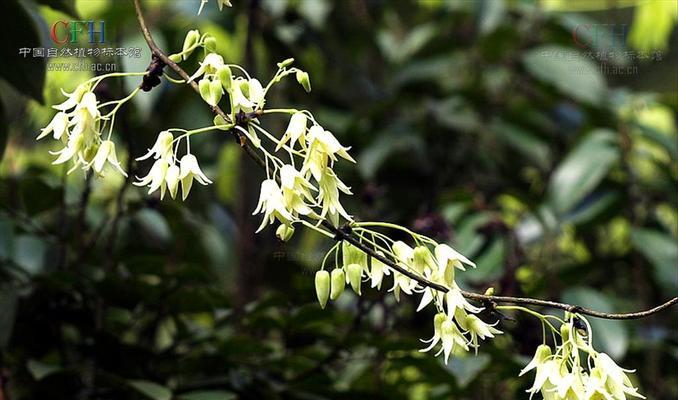 荔枝是什么植物？它有哪些特点和常见问题？