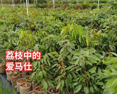 荔枝适合什么地方种植？最佳种植区域有哪些？