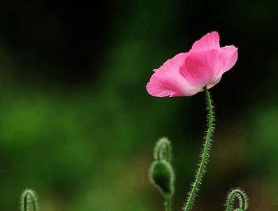 什么花代表等我？花语中等待的花朵有哪些？