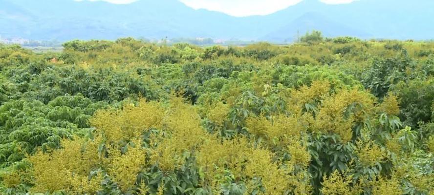 荔枝种植技术与管理方法高产栽培技术有哪些？如何提高荔枝的产量和品质？