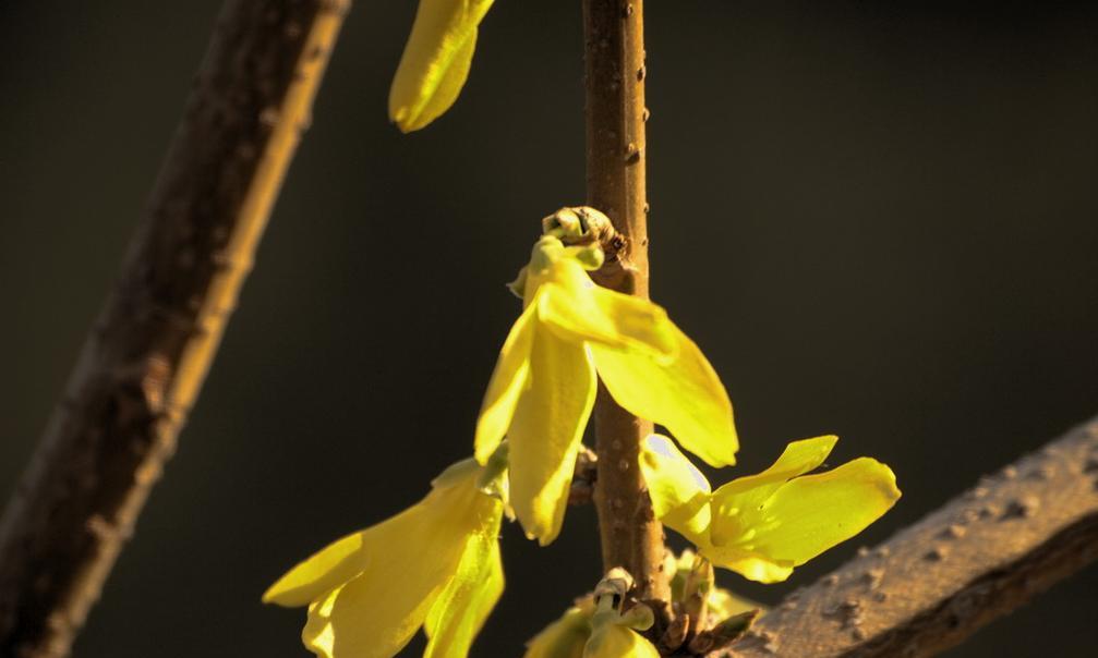 连翘是草本还是木本植物？连翘的主要特点是什么？